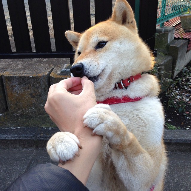 跨界连线,一位NBA教练的葡萄牙梦,如何破解了巴西足球的华丽舞步